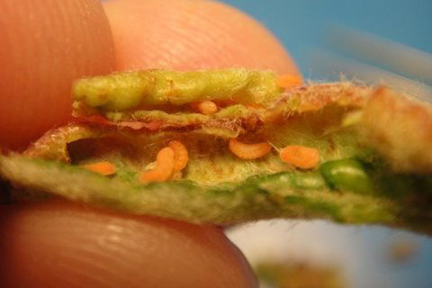 Apple Leaf Curling Midge